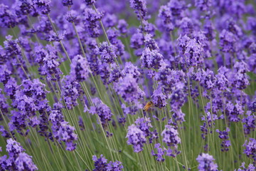 Naklejka premium Beautiful lavender flowers in a farm with bees flying around them