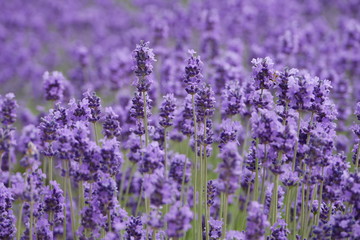 Beautiful lavender flowers in a farm