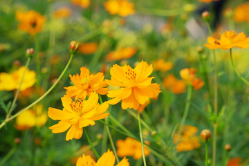 Closeup Bee on pollen of Beautiful Cosmos flowers blooming and blurred background	