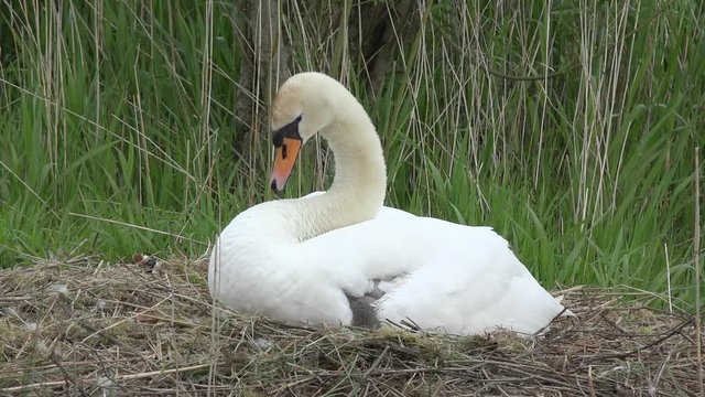 swan with cygnets sitting on nesting place