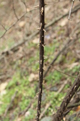 forest vegetation,thorn