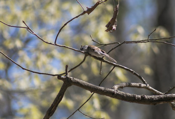 Obraz premium Sparrow sitting on a branch.