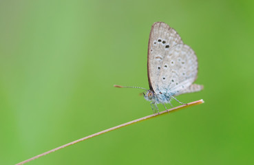 a beautiful spring azure butterfly perched on a grass blade