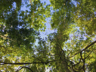 Lush green foliage, trees , upper view