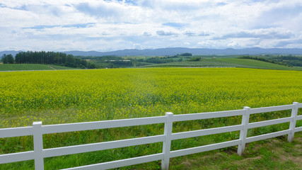 Fototapeta na wymiar rapeseed field and the white wood fence
