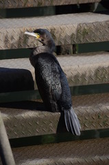 Cormorant