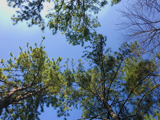 luxuriant trees against a beautiful clear sky