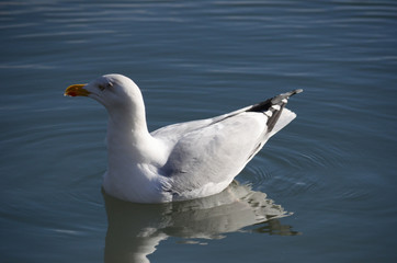Fototapeta premium Seagull