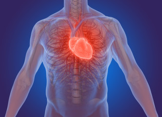 3d illustration of the human heart anatomy