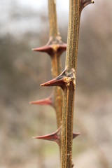 forest thorns