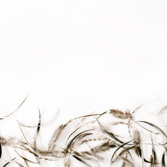 Pale bird feathers background. Flat lay, top view