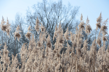 Fototapeta premium gräser