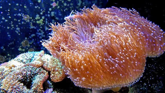 vibrant coral in aquarium with fish swimming on background 4K