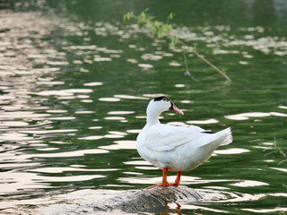Duck
