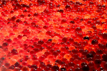 lit Mature cranberry