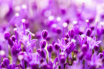 Fototapeta na wymiar Fine fresh abstract lilac flowers close-up, texture, selective focus. Beautiful natural floral background, fashionable modern color. Concept of vivid moments life.