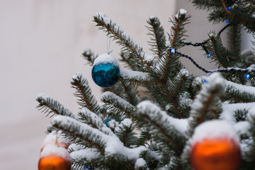 Orange and blue decoration balls on a snow covered spruce tree