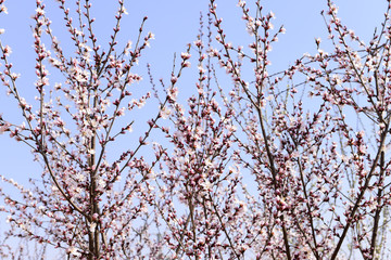 In full bloom in the peach blossom