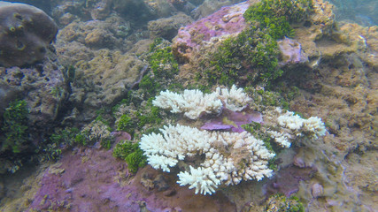 beautiful coral reef