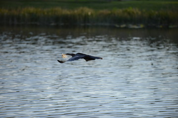 Anhinga