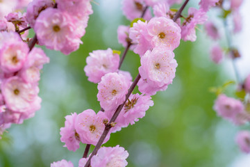 Obraz premium Pink flowers of a flowering plum, or Prunus triloba