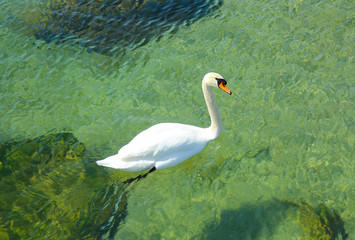 White swan floating on Lake Ontario