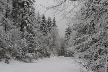 Foret vosgienne en hiver