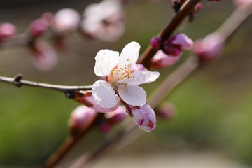 In full bloom in the peach blossom