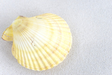 sea shell on a white sand