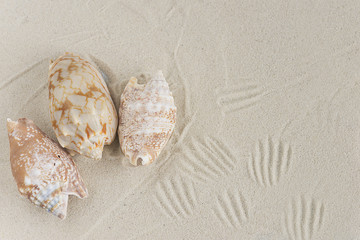 shells on a white sand
