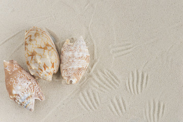 Obraz na płótnie Canvas shells on a white sand