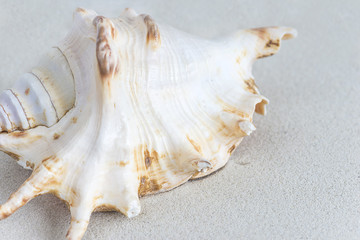 sea shell on a sand background