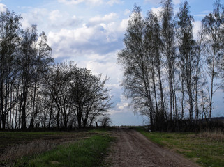 The road through the land with birch trees