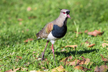 Passaro Quero-Quero - Vanellus chilensis