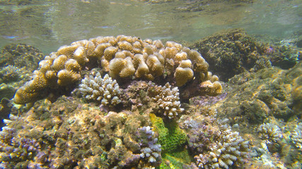 tropical coral reef in ocean