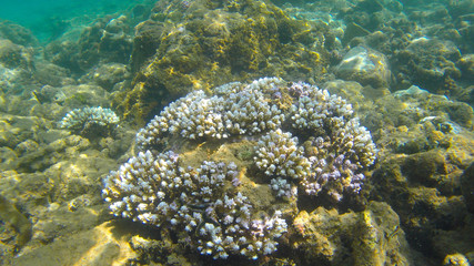 coral reef in the Indian ocean