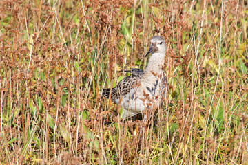 Ruff in the Marsh