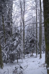 Foret vosgienne en hiver
