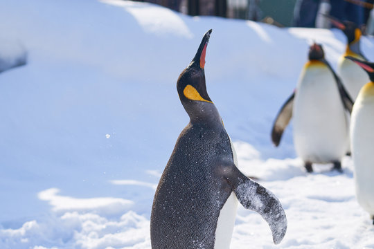 コウテイペンギン属 Images Browse 70 Stock Photos Vectors And Video Adobe Stock