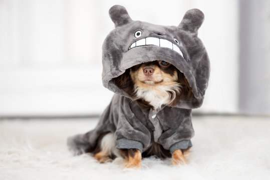 adorable chihuahua dog in clothes with a hood
