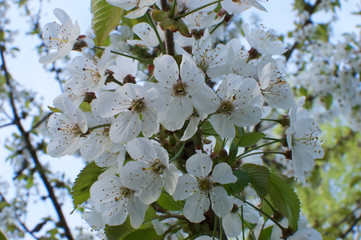 May Blossom