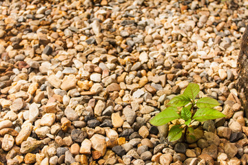 growing tree on rock