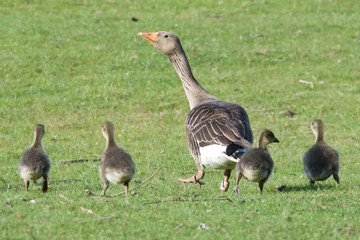 Goose and chicks