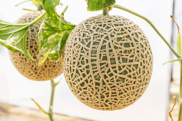 Obraz premium Fresh Green Cantaloupe melon in green house.