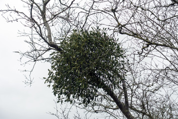 Mistletoe on an Apple Tree