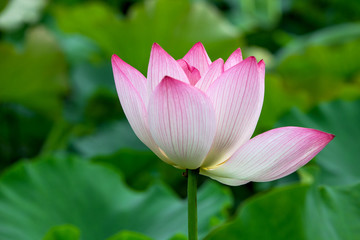분홍 연꽃 한송이