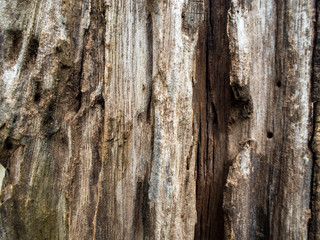 Close up to old stump Texture of wood