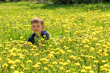 child plays on a dandelion field in spring.