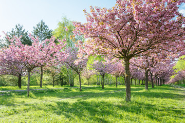 Japanese cherry blossoms