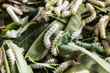 Close Up silkworms eating mulberry green leaf.